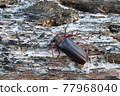 Longhorn beetle Tragosoma depsarium on decaying pine wood  77968040