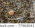 Droppings after the blure hare, Lepus timidus in sandy environment 77968041