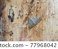 Tawny-barred angle, Macaria liturata resting on pine wood 77968042