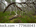 Old pine tree among heather plants in a national park in sweden, important habitat for many endangered insects 77968043