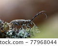 Pine sawer beetle, Monochamus galloprovincialis on lichen 77968044