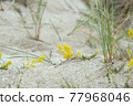 Yellow bedstraw, Galium verum blooming in dry, sandy environment 77968046