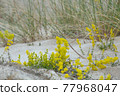 Yellow bedstraw, Galium verum blooming in dry, sandy environment 77968047
