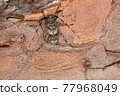 Longhorn beetle, acanthocinus griseus on pine bark 77968049