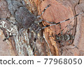 Longhorn beetle, Acanthocinus griseus and female Acanthocinus aedilis on pine bark 77968050