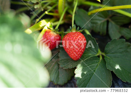 Cultivation of strawberries Strawberries that bear red fruits (April) Home garden Cultivation of strawberries Strawberries that bear red fruits (April) Home garden 77968332