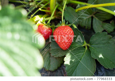 Cultivation of strawberries Strawberries that bear red fruits (April) Home garden 77968333
