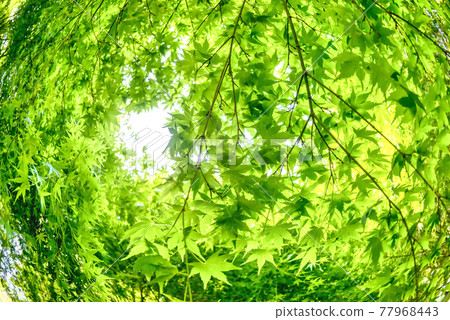 神奈川縣宮瀨湖濱公園的新鮮綠楓的圖像剪裁 神奈川縣宮瀨湖濱公園的新鮮綠楓的圖像剪裁 77968443