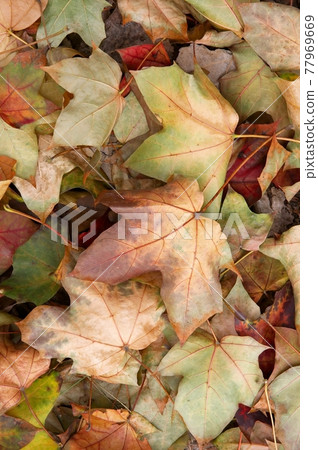 Leaves Leaves 77969669