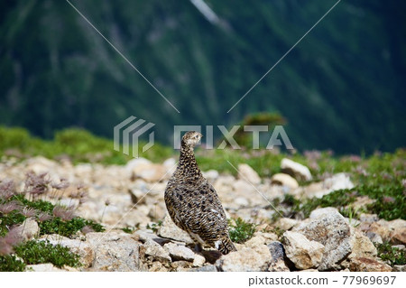 松雞松雞 77969697