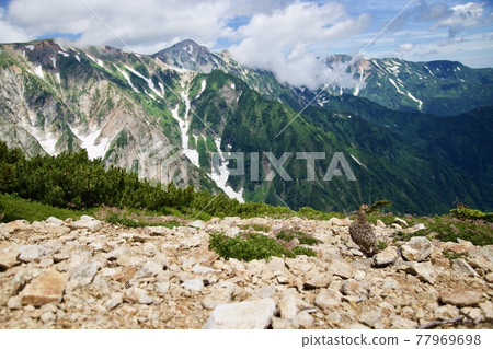 松雞松雞 77969698