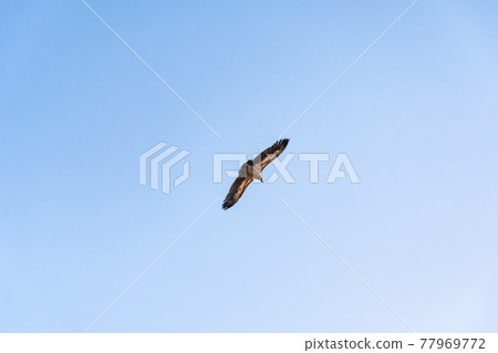 Griffon vulture spinning on the sky above Rocca del Crasto mountain, Sicily Griffon vulture spinning on the sky above Rocca del Crasto mountain, Sicily 77969772