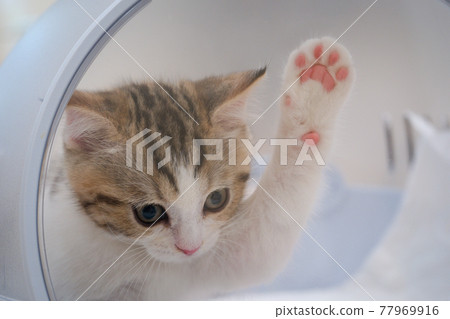foot of tabby classic scottish straight kitten play in cat carrying case foot of tabby classic scottish straight kitten play in cat carrying case 77969916