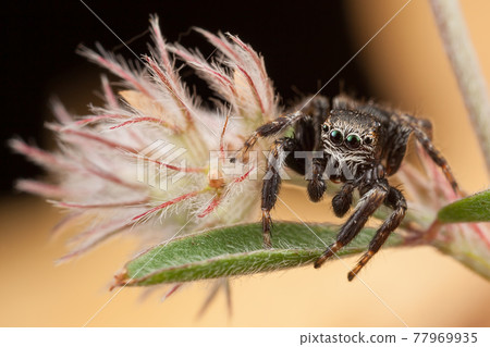 Jumping spider on fluffy plant Jumping spider on fluffy plant 77969935
