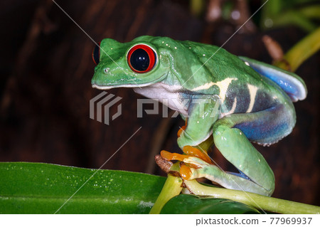 Red eyed tree frog sitting on the pitcher plant stem Red eyed tree frog sitting on the pitcher plant stem 77969937