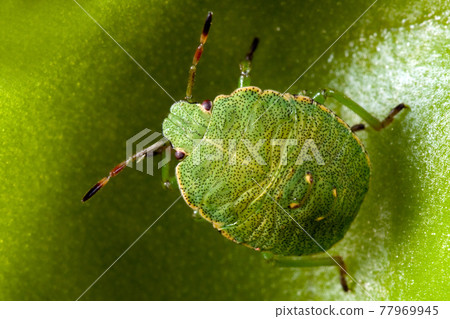 Green shield bug on butterworts leaf Green shield bug on butterworts leaf 77969945