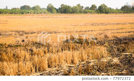 Forest fire, burning grass and small trees. Fire burns grass and branches. Pollution. Save earth idea 77972372