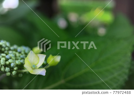 開始綻放的Hakugaku繡球花 77972488