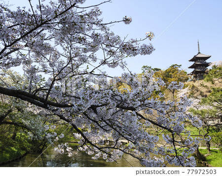 Spring in Sankeien, a scenic spot in Yokohama City, Kanagawa Prefecture 77972503