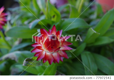 Strawflower chrysanthemum with beautiful red petals with a unique metallic luster Strawflower chrysanthemum with beautiful red petals with a unique metallic luster 77972541