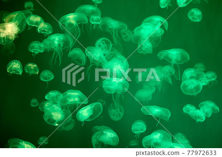 Aurelia aurita, otherwise known as common or moon jellyfish is found in fish tank of marine aquarium. Aurelia aurita, otherwise known as common or moon jellyfish is found in fish tank of marine aquarium. 77972633