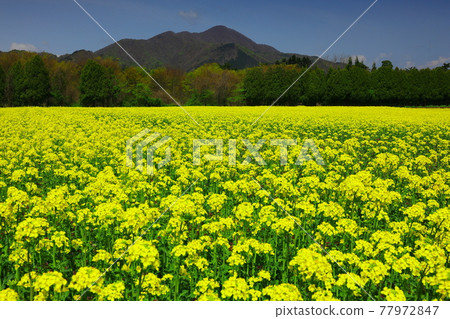 Rape flower field of Yone width smoked mountain Rape flower field of Yone width smoked mountain 77972847