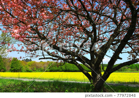 Rape flower field of Yone width smoked mountain 77972848