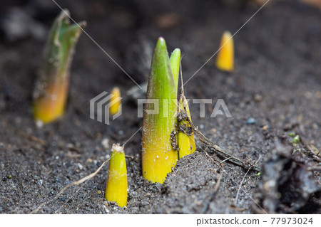 the first green sprouts of early spring flowers make their way to the sun the first green sprouts of early spring flowers make their way to the sun 77973024