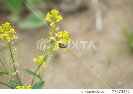 Cetoniinae 吮吸油菜花的花蜜 Cetoniinae 吮吸油菜花的花蜜 77973272