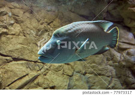 Fish tank of sea aquarium with Humphead Maori Wrasse or Cheilinus undulatus. 77973317