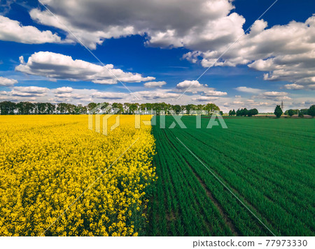 Field of rapeseed and field of green wheat with beautiful clouds - plant for green energy 77973330