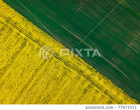 Top down aerial view of field of rapeseed and field of green wheat - plant for green energy 77973331