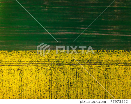 Top down aerial view of field of rapeseed and field of green wheat - plant for green energy 77973332