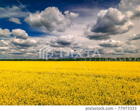 Field of rapeseed with beautiful clouds - plant for green energy 77973333