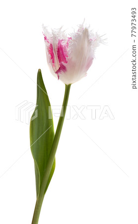 terry tulip isolated 77973493