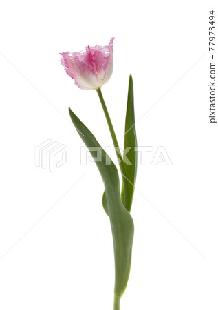 terry tulip isolated 77973494