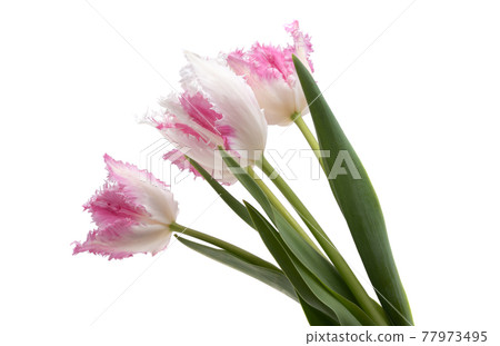 terry tulip isolated 77973495