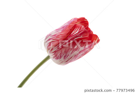 red tulip isolated 77973496