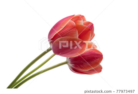 red tulip isolated 77973497