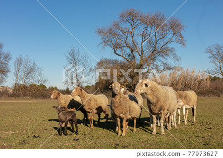 Herd of sheep in a meadow Herd of sheep in a meadow 77973627