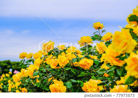 Blue sky and yellow roses Blue sky and yellow roses 77973873