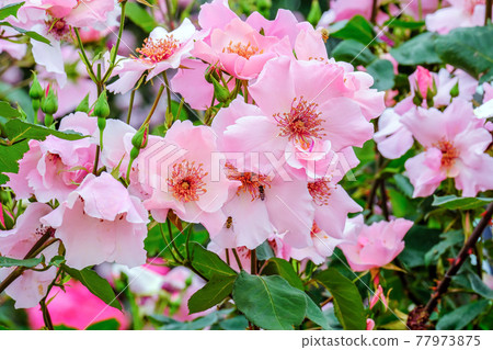 登貝斯 2 77973875