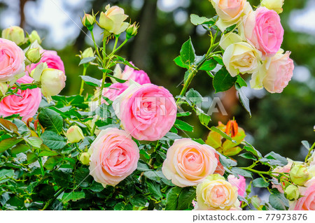 白色和粉色漸變 77973876