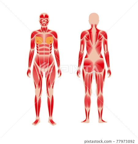 Human muscular system 77973892