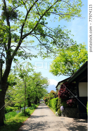 Beautiful Mt. Fuji from Oshino Hakkai Beautiful Mt. Fuji from Oshino Hakkai 77974115