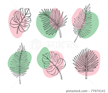 Vector set of palm and monstera leaf Vector set of palm and monstera leaf 77974141
