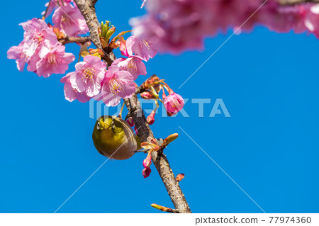 [Matsudayama, Matsuda Town, Kawazu cherry blossoms and white-eye in full bloom] 77974360