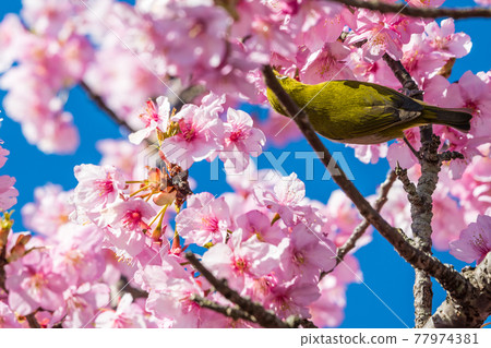 [Matsudayama, Matsuda Town, Kawazu cherry blossoms and white-eye in full bloom] 77974381