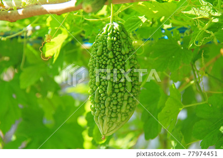 Okinawa pretty bitter gourd 77974451