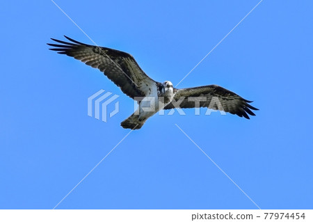 魚鷹在藍天背景中飛過頭頂 魚鷹在藍天背景中飛過頭頂 77974454